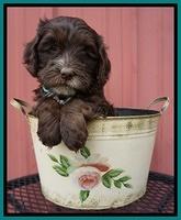 Fanny AJ pups 6 wks old 30100