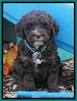 Fanny AJ pups 6 wks old 33100