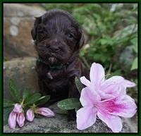 Fanny AJ pups 3 wks old 152