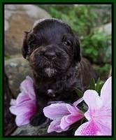 Fanny AJ pups 3 wks old 162