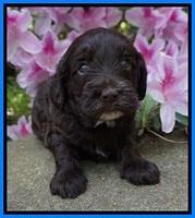 Fanny AJ pups 4 wks old 281