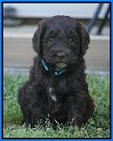 Fanny AJ pups 5 wks old 411