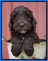 Fanny AJ pups 6 wks old 43100