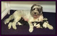 Fanny AJ litter day 2