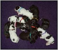 Fanny AJ pups 1 wk old 27!
