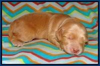 BB Marlow pups 1 week old 21