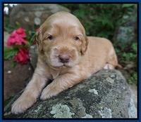 BB Marlow pups 3 wks old 31
