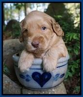 BB Marlow pups 4 wks old 11