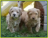 BB Marlow pups 5 wks old 401