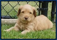 BB Marlow pups 5 wks old 51