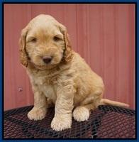 BB Marlow pups 6 wks old 41