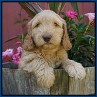 BB Marlow pups 7 wks old 11