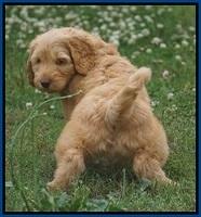 BB Marlow pups 7.5 wks old 21