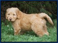 BB Marlow pups 7.5 wks old 61