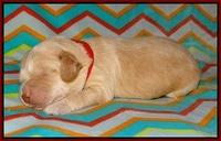 BB Marlow pups 1 week old 51