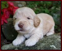 BB Marlow pups 3 wks old 41