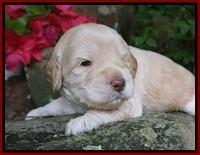 BB Marlow pups 3 wks old 51