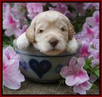 BB Marlow pups 3 wks old 61