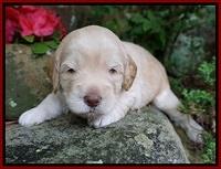 BB Marlow pups 3 wks old 71