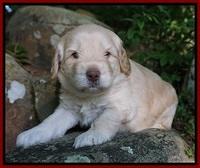 BB Marlow pups 4 wks old 81