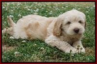 BB Marlow pups 7 wks old 101