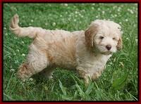 BB Marlow pups 7.5 wks old 91