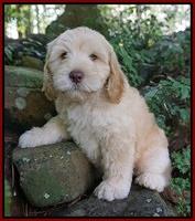 BB Marlow pups 8 wks old 141