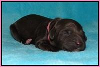 BB Marlow pups Newborn 71
