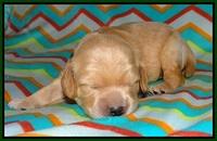 BB Marlow pups 1 week old 81