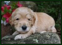 BB Marlow pups 3 wks old 131