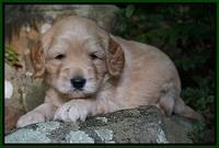 BB Marlow pups 4 wks old 1262