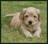 BB Marlow pups 5 wks old 201