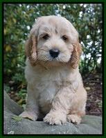 BB Marlow pups 8 wks old 121