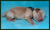BB Marlow pups Newborn 91
