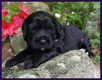 BB Marlow pups 3 wks old 191