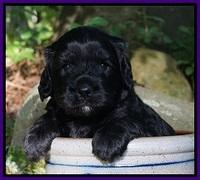 BB Marlow pups 4 wks old 121