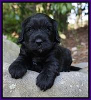 BB Marlow pups 4 wks old 141