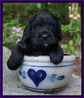 BB Marlow pups 4 wks old 151