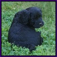 BB Marlow pups 5 wks old 271