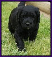 BB Marlow pups 5 wks old 331