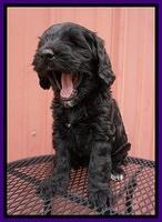 BB Marlow pups 6 wks old 171