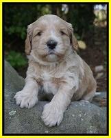 BB Marlow pups 4 wks old 181