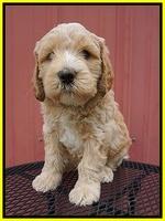 BB Marlow pups 6 wks old 181