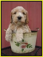 BB Marlow pups 6 wks old 201