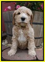 BB Marlow pups 7 wks old 241