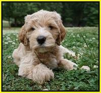 BB Marlow pups 7 wks old 261