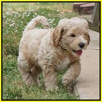 BB Marlow pups 7 wks old 281