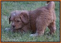 BB Marlow pups 5 wks old 421