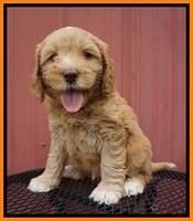 BB Marlow pups 6 wks old 231