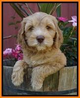 BB Marlow pups 7 wks old 291